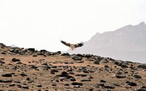 aigle à Tamanrasset