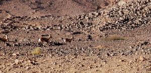 Nord de Tamanrasset, massif de l'Atakor, vers l'Assekrem