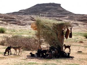 Youfaghlal-Tassili n'Ahaggar-tamanrasset