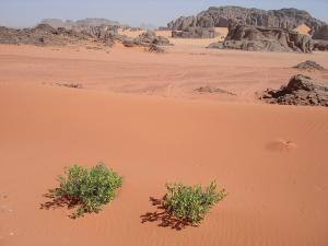 Youfaghlal-Tassili n'Ahaggar-tamanrasset