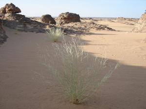 Youf Ahakit-Tassili n'Ahaggar-tamanrasset