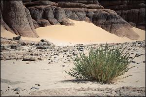 Algerie - Hoggar