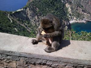 Un Singe