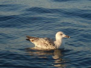 Mouette au Repos