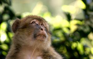 Singe Magot de la Forêt de Béjaia