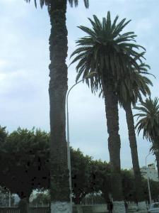 A la Mode de Hollywood