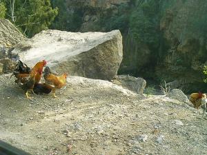 Poulets en Vadrouille
