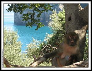 Singe tétant sa mère