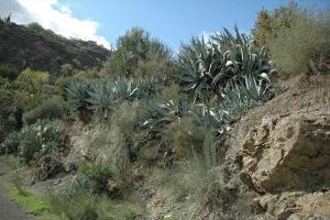 Végétation en Montagne