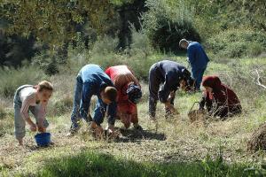 Cueillette des olives
