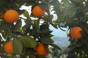 A  portée de mains