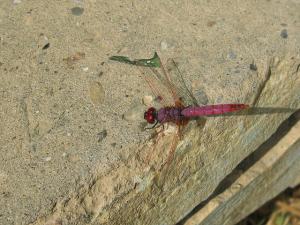 Libellule de Béjaia