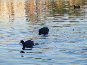 POULES D'EAU DANS LE LAC MEZAIA (BEJAIA)