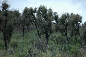 Sur la route de Boulimat