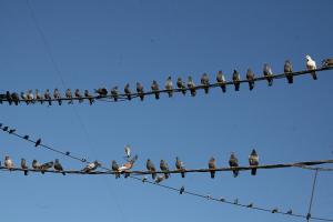 Pigeons Côtiers