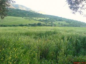 Champ Ideraken Timezrit