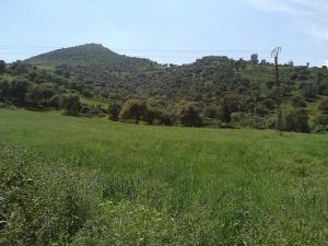 CHamp Naturel à Bejaia