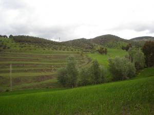 Verdure de Béjaia