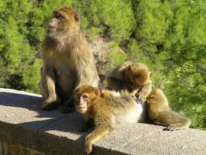 Singes Bejaia, Algérie