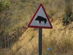 SANGLIER AZZEFOUN BEJAIA ALGERIE