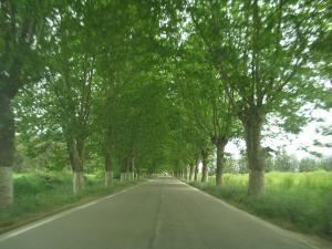 JOLIE ROUTE AVEC DES ARBRES OMBREUX