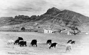 Ancienne photo de troupeau