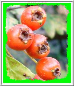 Aubépine(crataegus oxyacantha)(baba adjina)