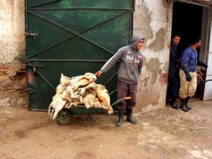 Tanneur de Cuir de Tlemcen