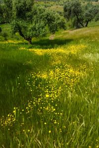 Champ de Moutarde à Béjaia