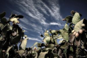 Figuier de Barbarie,  (Opuntia ficus-indica)