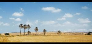 TLEMCEN Champ de Blé