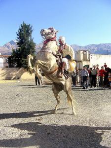 Fantazia à  Tizi ouzou