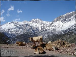Ferme près de Djurdjura