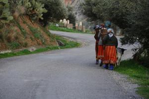 Récolte d'Olive Hiver 2009