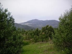 Champs d'Olivier à  Yakouren (Tizi ouzou)