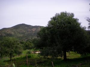 Champs d'Olivier à  Yakouren (Tizi ouzou)