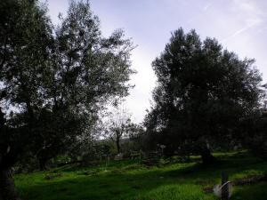 Champs d'Olivier à  Yakouren (Tizi ouzou)