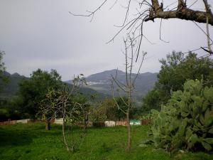 Champs d'Olivier à  Yakouren (Tizi ouzou)