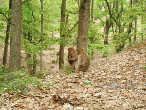 Singes Magots de Tizi Ouzou
