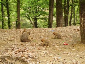 Singes Magots de Tizi Ouzou