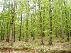 Forêt de Singes Magots à Tizi Ouzou
