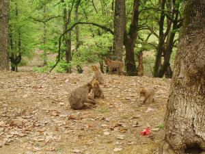Famille de Magots dans la Forêt de Tizi ouzou