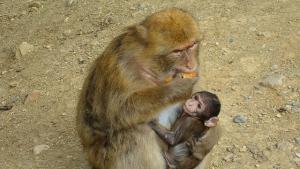 Singes Magots de Tizi Ouzou