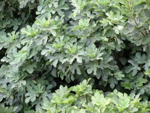 Feuilles de figuiers