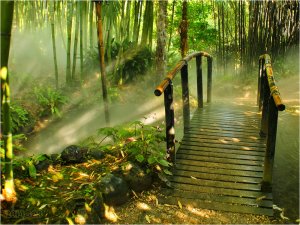 Bambous et autres Végétations