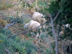 Moutons broutant dans les pâturages