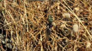 Araignée dévorant sa  proie