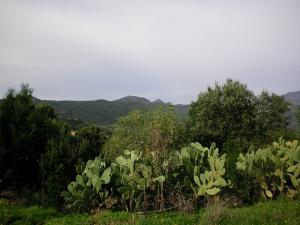 Paysage d'Automne à  Begoub - Yakouren