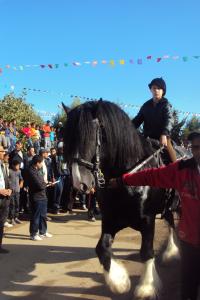le 1er festival nle du tourisme équestre tiaret du 1 novembre au 4 novembre 2011