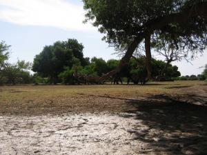 Lit de Rivière à Djelfa